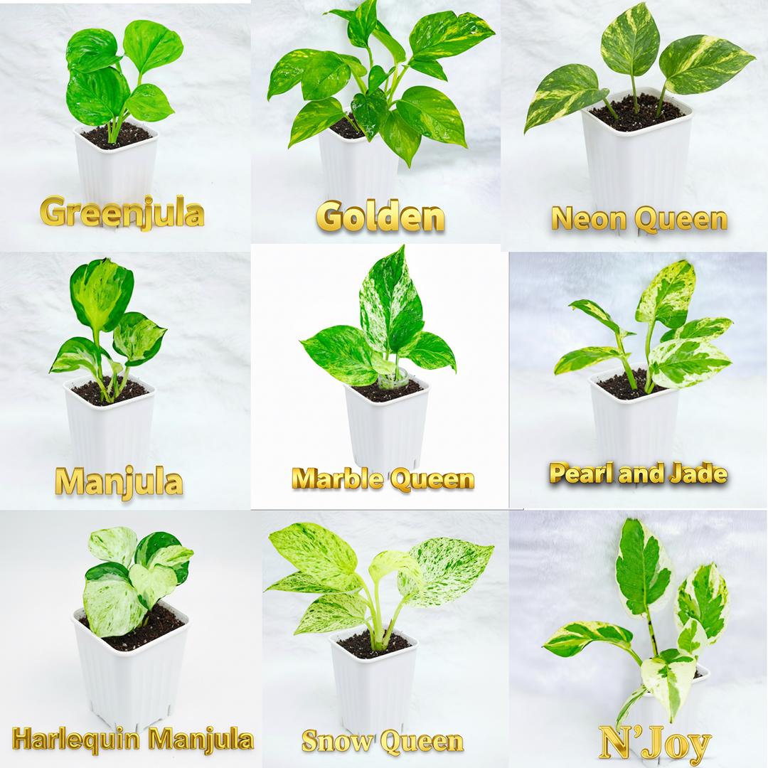 2” Rooted Pothos and Philodendron Cutting Bundle: Beginner Friendly Live Indoor Houseplant Gift Box Set, Jungle Decor (Min. Order- 2 Items)