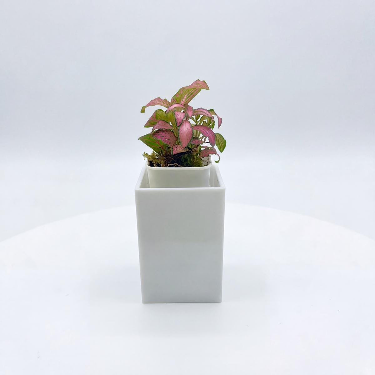Modern White Acrylic Cover Pot for 2 Inch Starter Plants | Minimalist Thick Square Planter | Smooth Edge Nursery Pot Holder