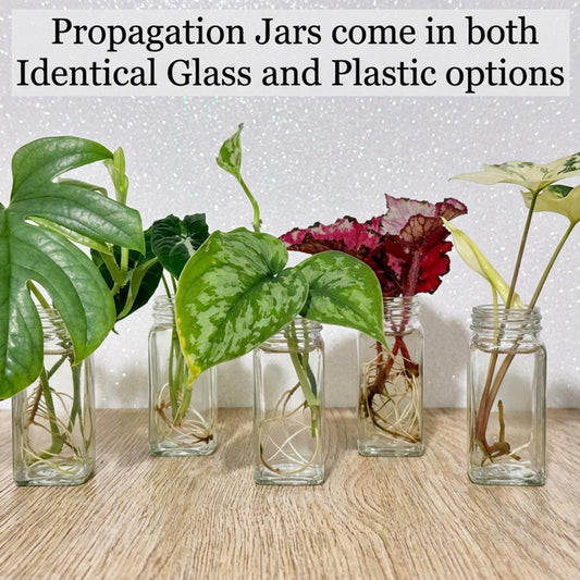 Propagation Station Container, Glass Propagation Vessel, Plant Propagation Jar, Vase for Cuttings, Prop Jars, Cuttings Containers