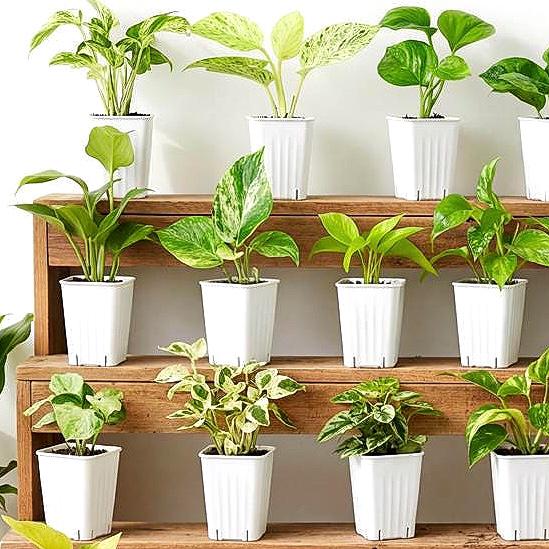 2” Rooted Pothos and Philodendron Cutting Bundle: Beginner Friendly Live Indoor Houseplant Gift Box Set, Jungle Decor (Min. Order- 2 Items)
