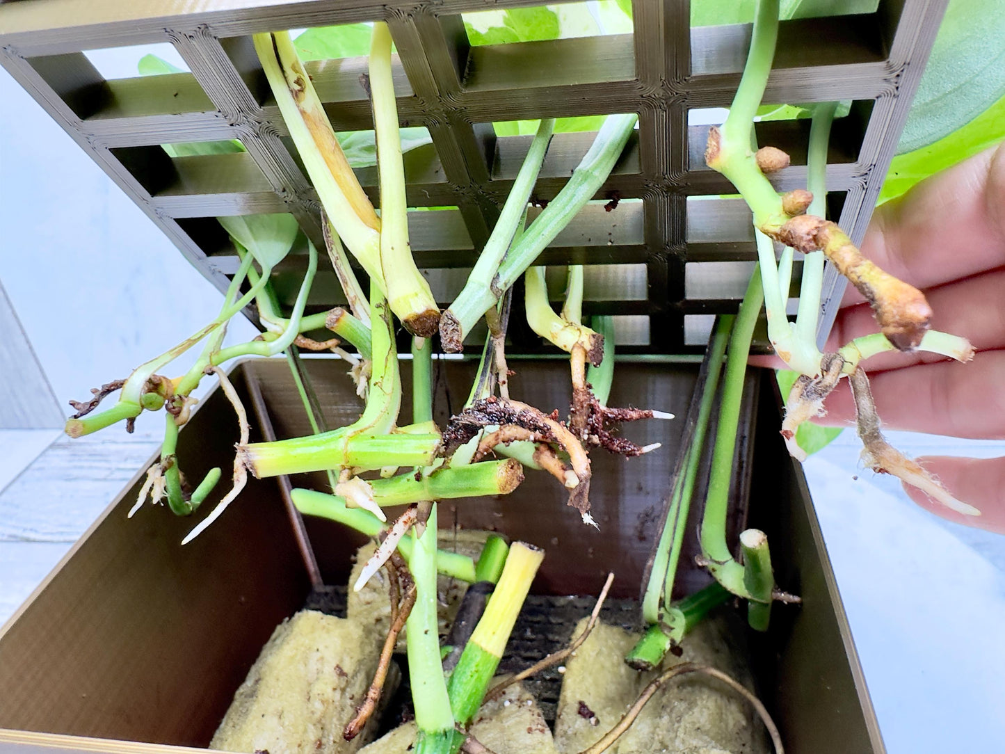 Propagation Box, Propagation Container, Planter Box, Self Watering Planter, Self Watering Propagation Box, Propagation Setup