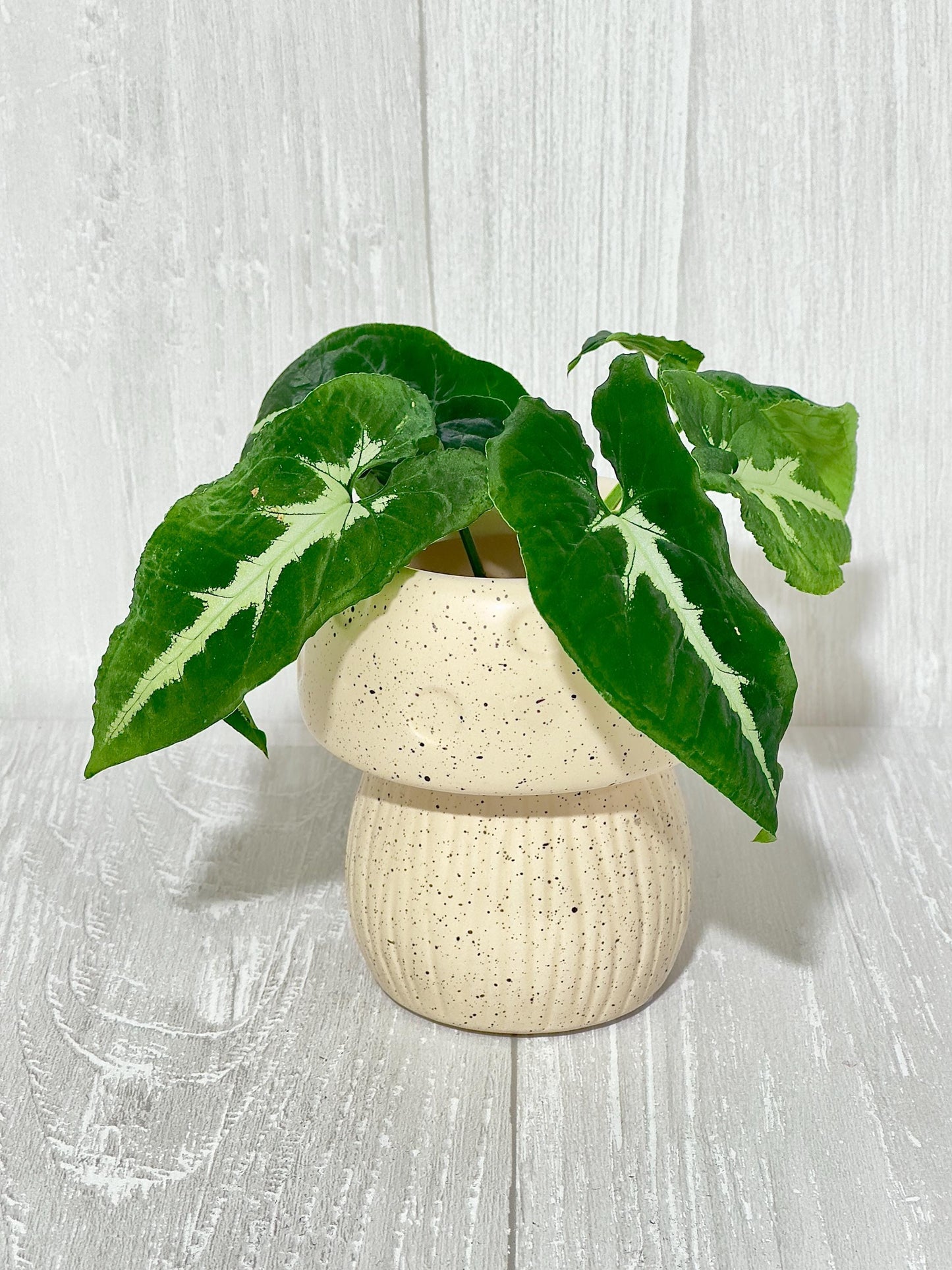 Ceramic Mushroom Planter, Propagation Container, Ceramic Planter, Cute Planter, Planter for Cuttings, Unique Planters, Antique Planters