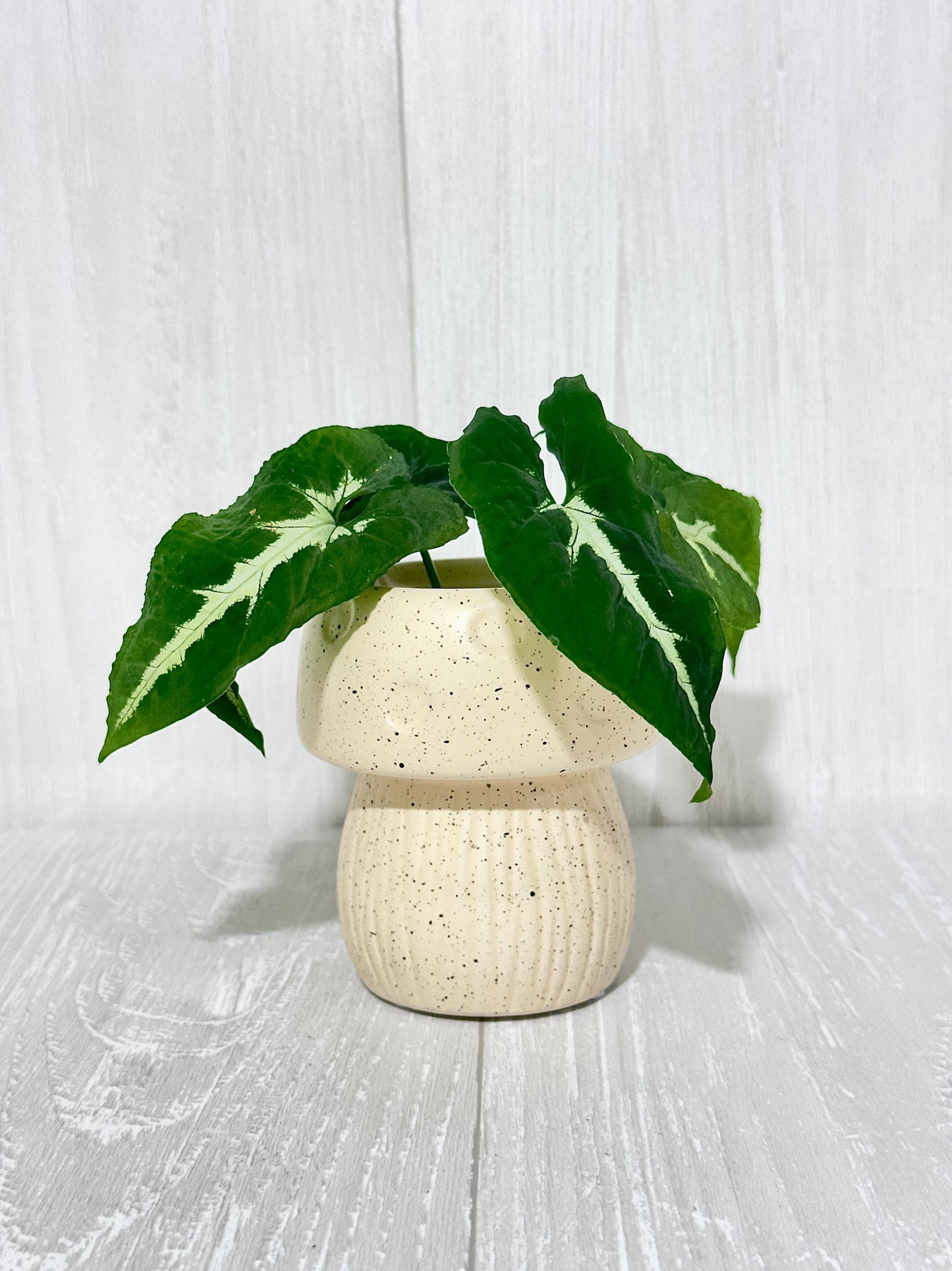 Ceramic Mushroom Planter, Propagation Container, Ceramic Planter, Cute Planter, Planter for Cuttings, Unique Planters, Antique Planters