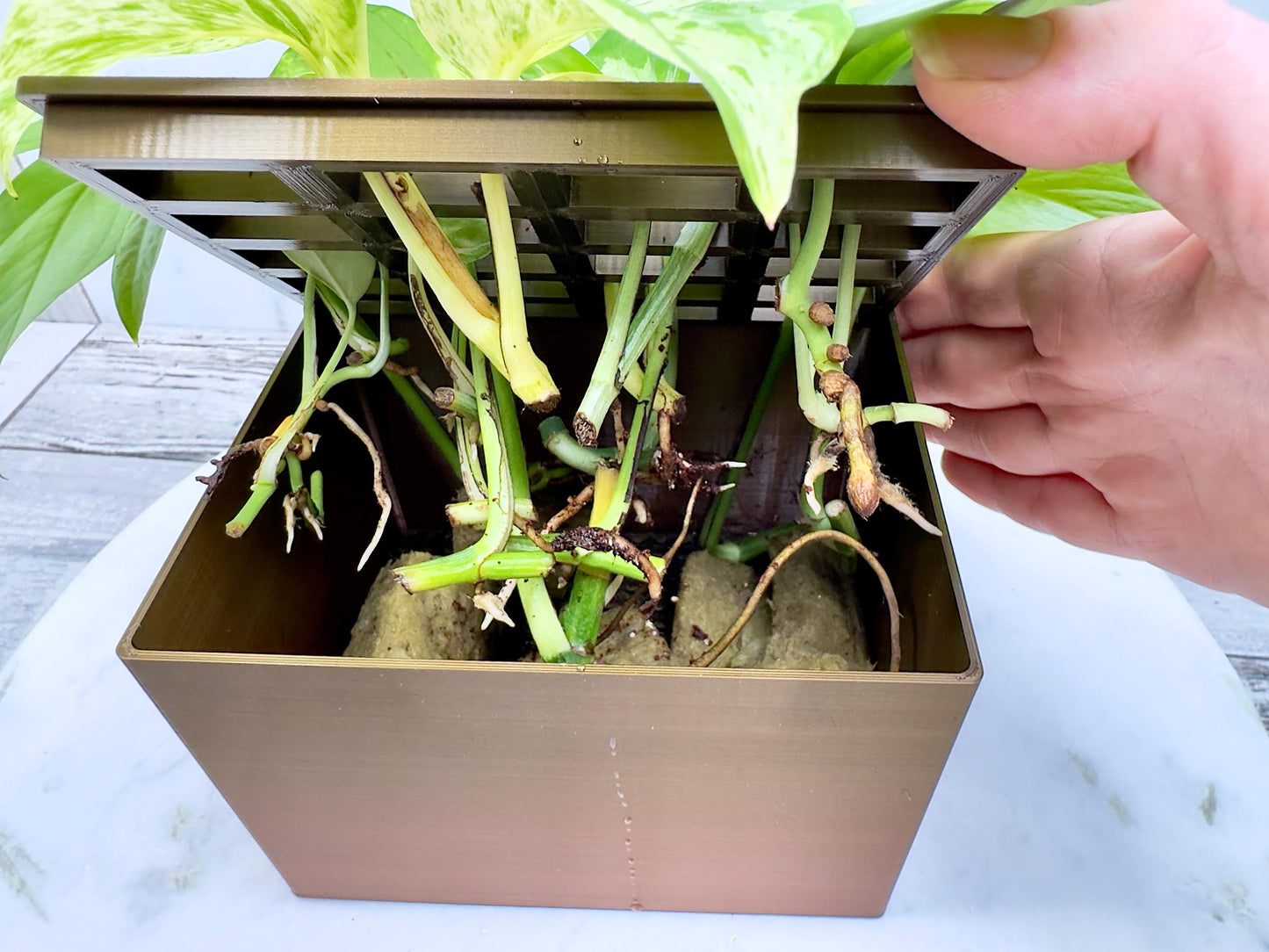 Propagation Box, Propagation Container, Planter Box, Self Watering Planter, Self Watering Propagation Box, Propagation Setup