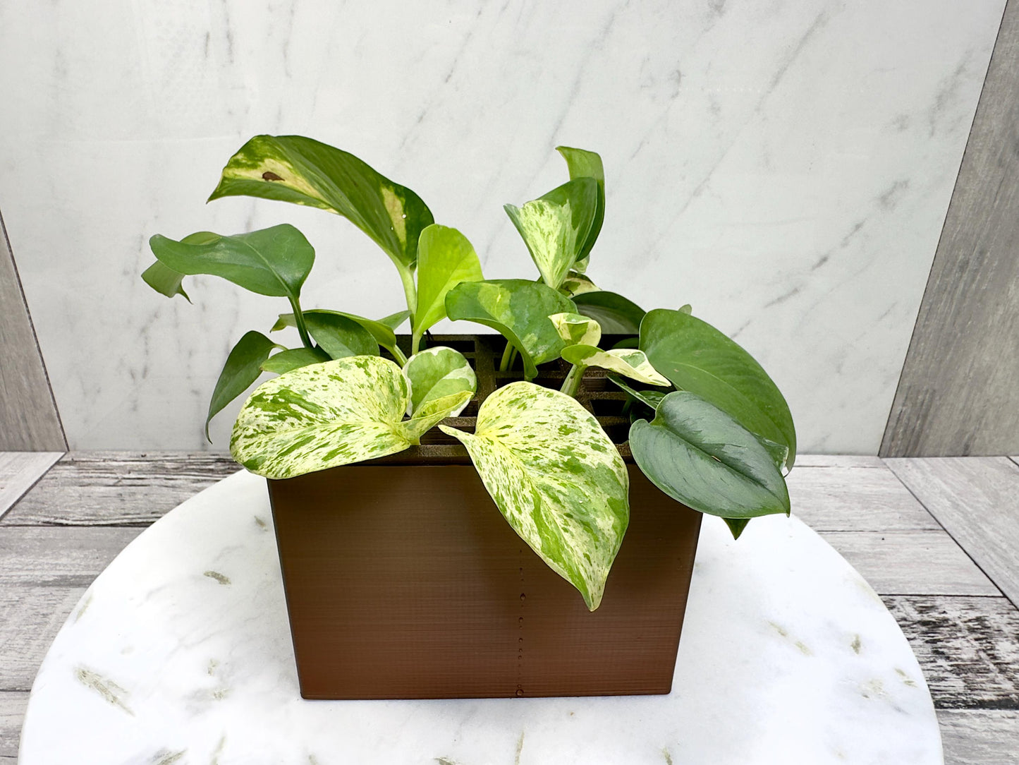 Propagation Box, Propagation Container, Planter Box, Self Watering Planter, Self Watering Propagation Box, Propagation Setup