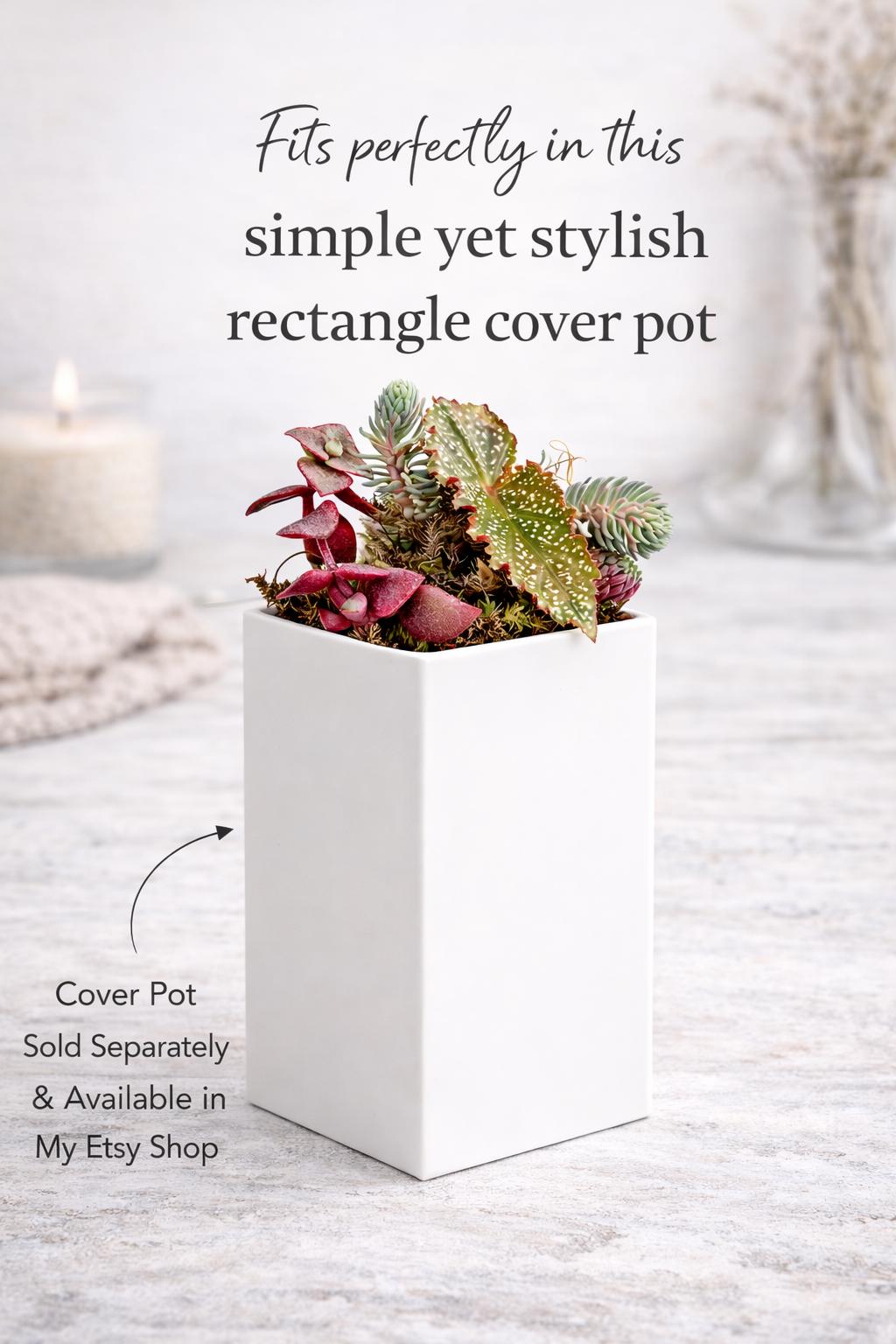 2” Rooted Pothos and Philodendron Cutting Bundle: Beginner Friendly Live Indoor Houseplant Gift Box Set, Jungle Decor (Min. Order- 2 Items)