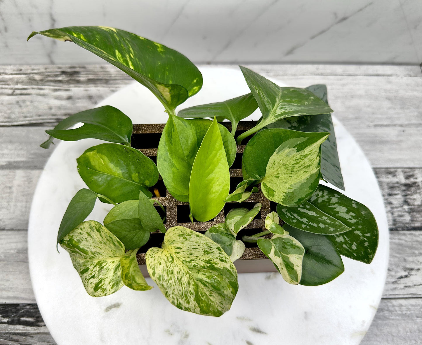 Propagation Box, Propagation Container, Planter Box, Self Watering Planter, Self Watering Propagation Box, Propagation Setup