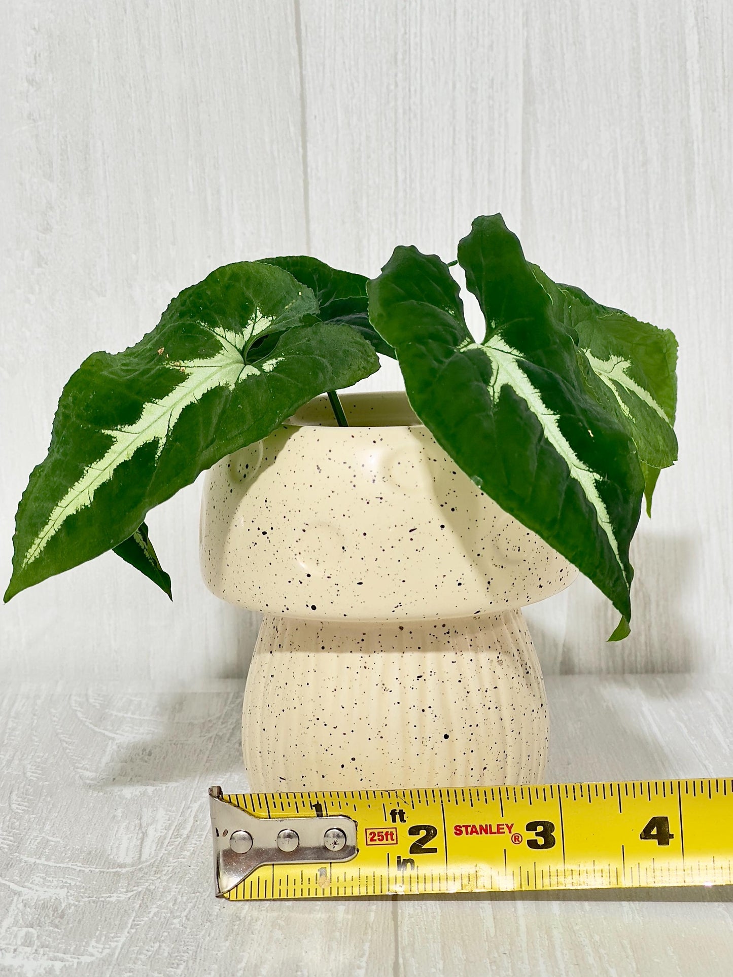 Ceramic Mushroom Planter, Propagation Container, Ceramic Planter, Cute Planter, Planter for Cuttings, Unique Planters, Antique Planters