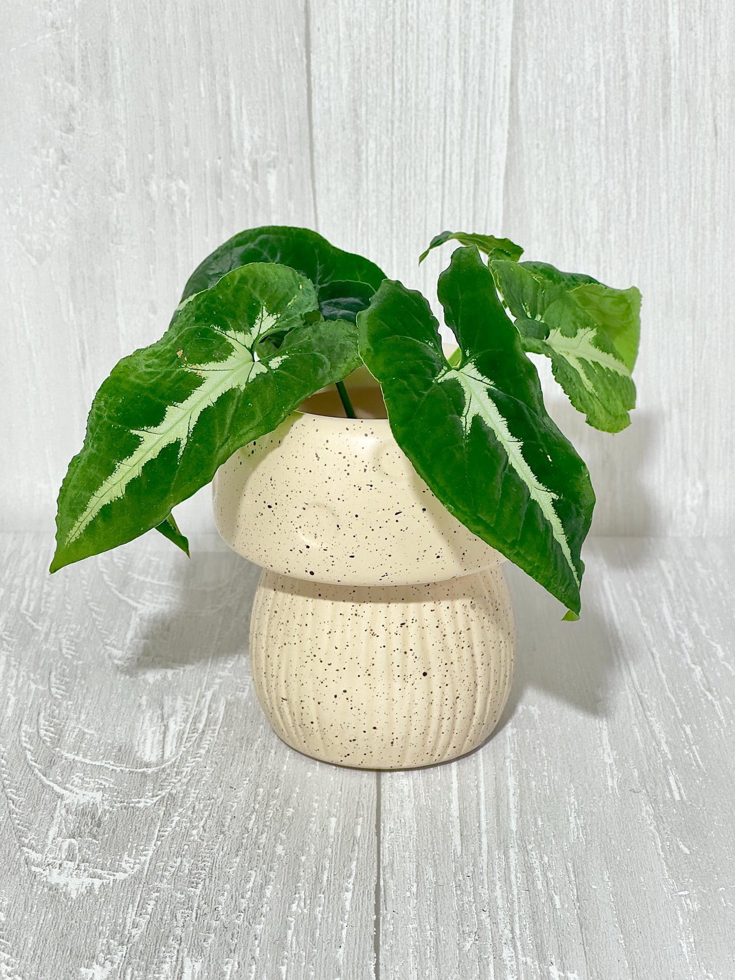 Ceramic Mushroom Planter, Propagation Container, Ceramic Planter, Cute Planter, Planter for Cuttings, Unique Planters, Antique Planters