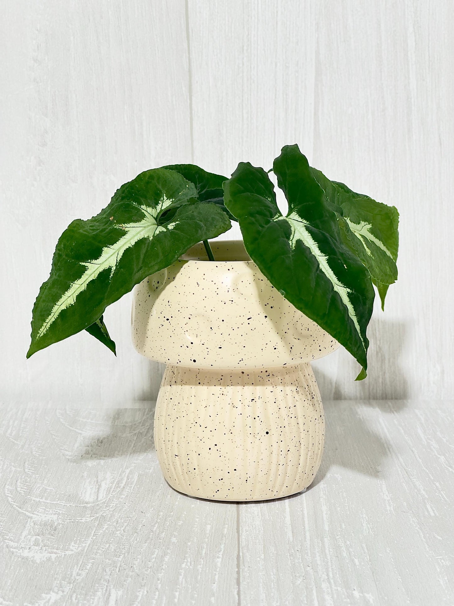 Ceramic Mushroom Planter, Propagation Container, Ceramic Planter, Cute Planter, Planter for Cuttings, Unique Planters, Antique Planters