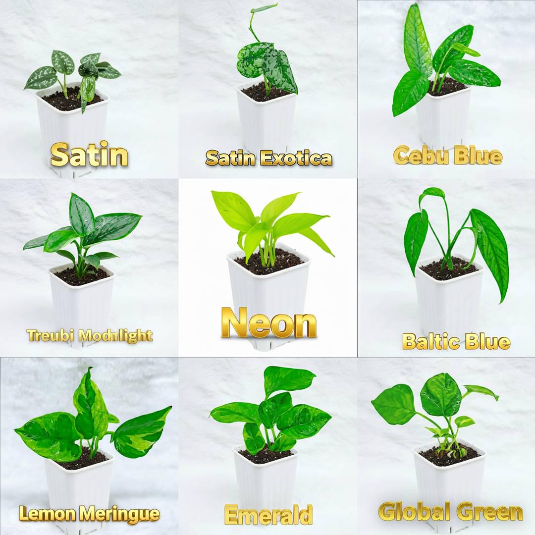 2” Rooted Pothos and Philodendron Cutting Bundle: Beginner Friendly Live Indoor Houseplant Gift Box Set, Jungle Decor (Min. Order- 2 Items)