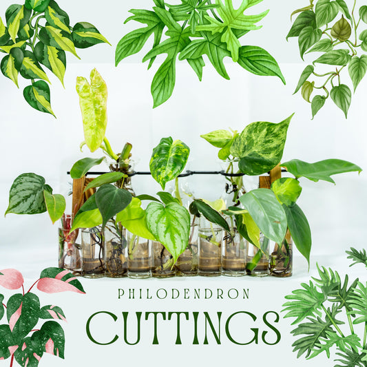 Philodendron Cutting Bundle Rooted Plants Clippings Propagations Plant with instructions Kit (Min. Order- 2 Cuttings)
