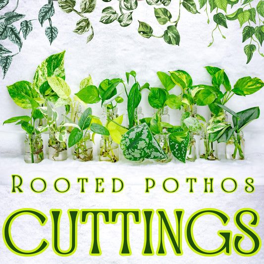 Pothos Plant Cuttings Customizable Bundle Rooted House Plant Pothos Beginner  Plant with instructions kit (Min. Order- 2 Cuttings)