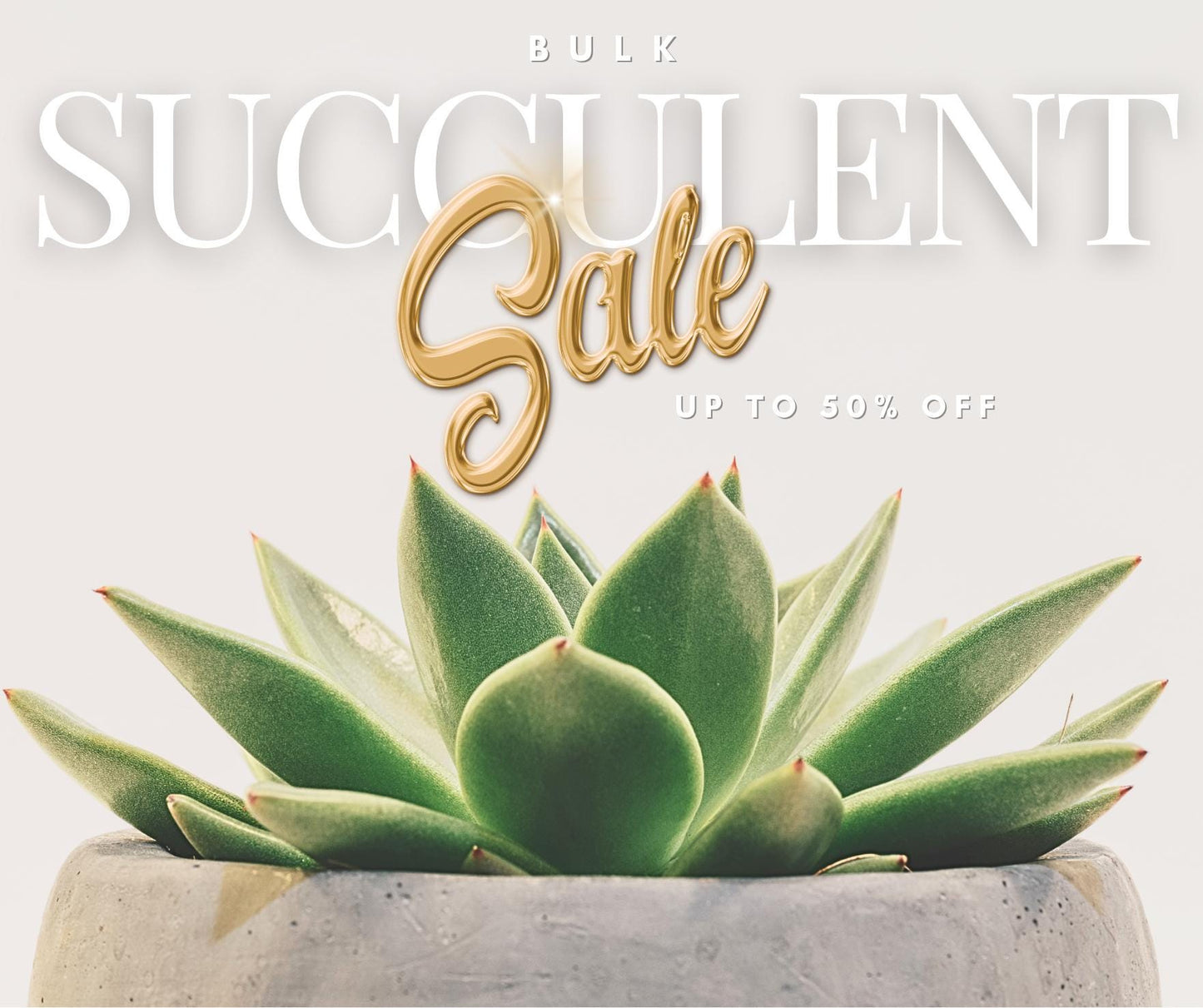 Succulent Beginner Plant, Haworthia Zebra/Best Centerpiece Succulent,  Office Plant Décor, Succulent Gift, Christmas Gift, Holiday Décor