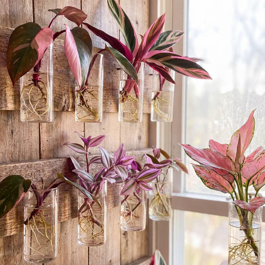 Rare Pink House Plant Cuttings Variety Bundle, Premium Rooted Colorful Plant Plugs, Exotic Live Indoor Houseplant Gift, Beginner Pink Décor