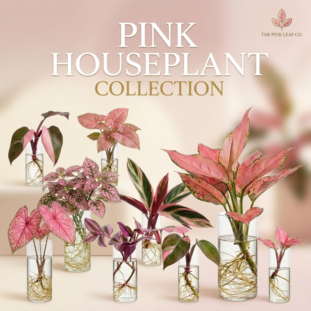 Pink House Plant Cutting Pink Plant Cutting Variety Colorful Plant Plugs, House Plant Cutting, Pink Plant Bundle Beginner Plant Gift