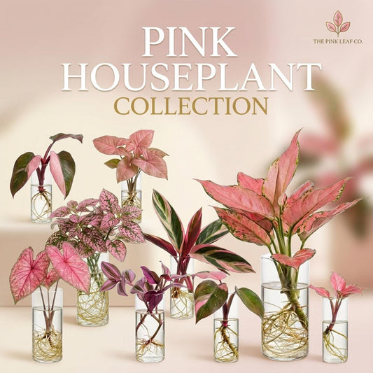 Pink House Plant Cutting Pink Plant Cutting Variety Colorful Plant Plugs, House Plant Cutting, Pink Plant Bundle Beginner Plant Gift