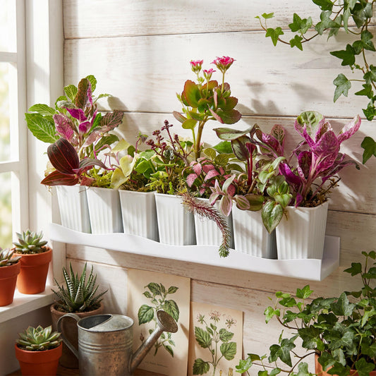 2” Rooted Varieties of Plants Cutting Bundle: Beginner Friendly Live Indoor Houseplant Gift Box Set, Jungle Decor (Min. Order- 2 Items)