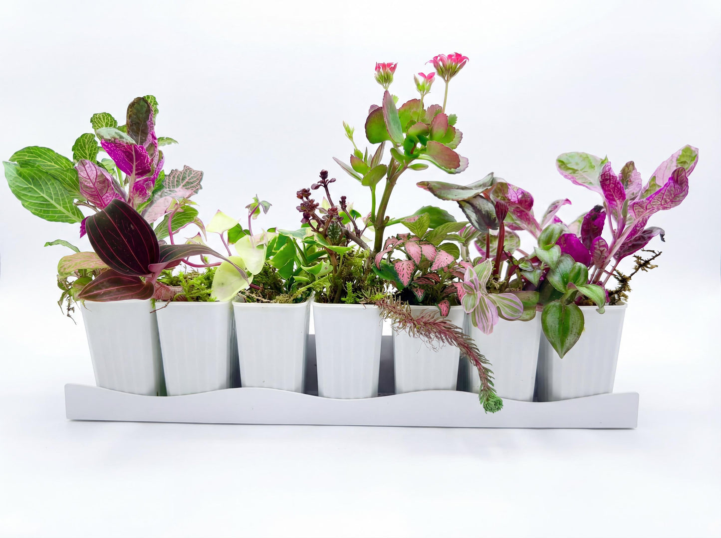 Pink 2” House Plant Pink Plant Bundle of Colorful Plant Plugs Plant Gift set (Min. Order- 2 Items)