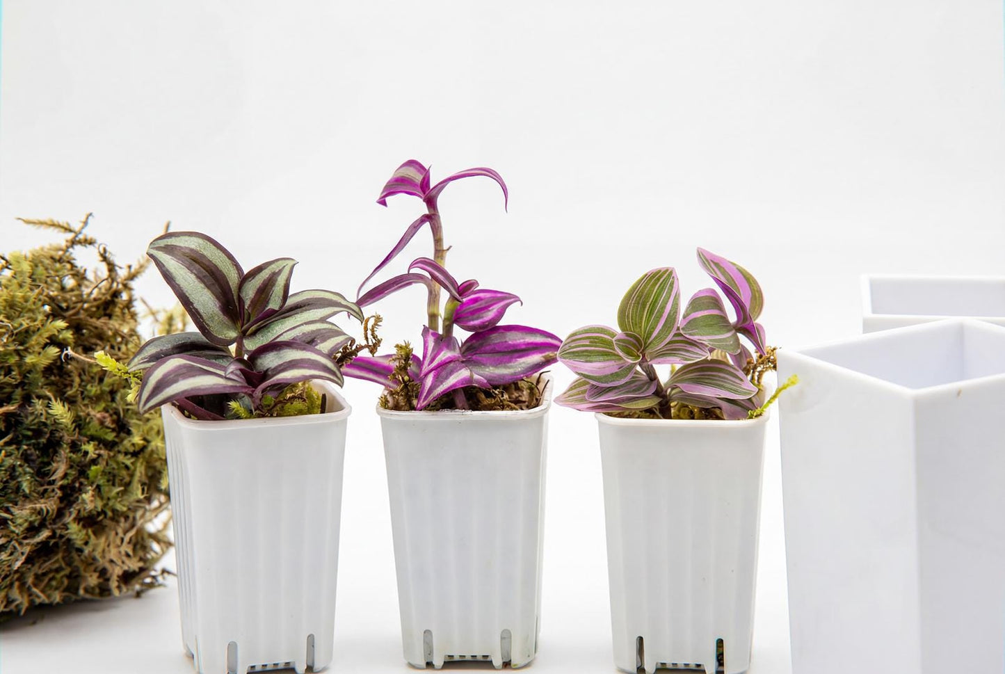 Pink 2” House Plant Pink Plant Bundle of Colorful Plant Plugs Plant Gift set (Min. Order- 2 Items)