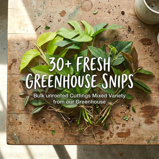 Rare Houseplant Cutting Box | Philodendron, Pothos, & Monstera Propagation Bundle | Fresh Live Plant Cuttings for Beginners and Collectors