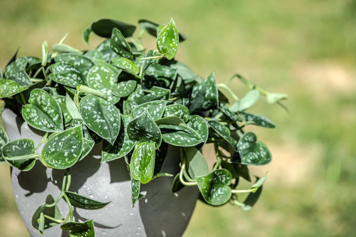 2” Rooted Pothos and Philodendron Cutting Bundle: Beginner Friendly Live Indoor Houseplant Gift Box Set, Jungle Décor (1-3 day UPS Shipping)