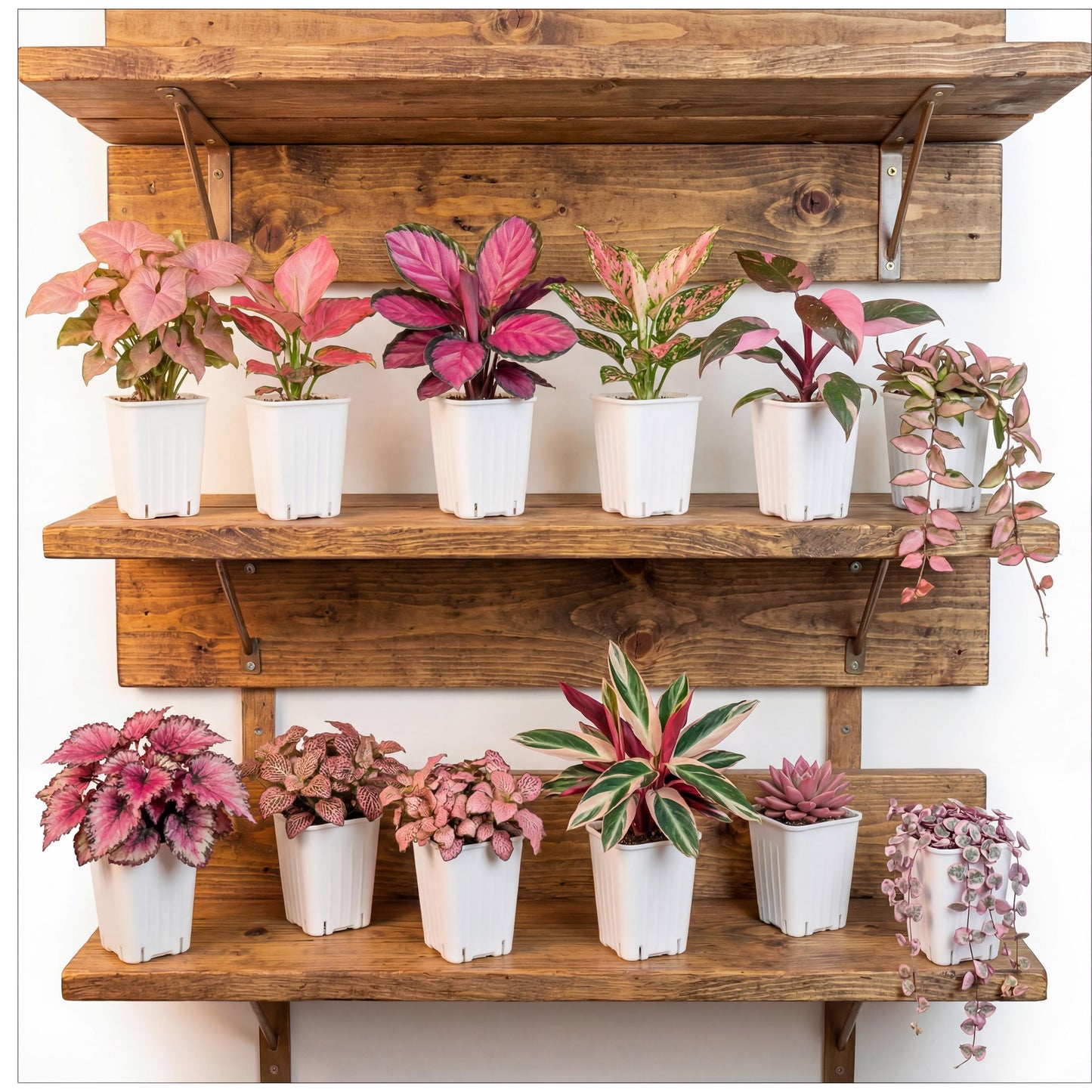 Pink 2” House Plant Pink Plant Bundle of Colorful Plant Plugs Plant Gift set (Min. Order- 2 Items)