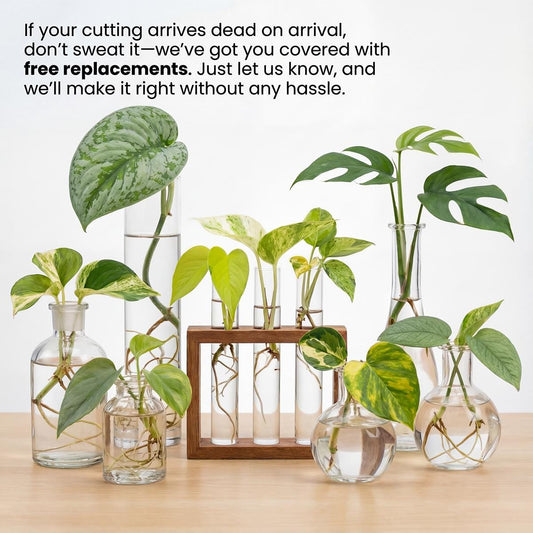 Pothos ready to plant Cuttings, Well Rooted Clippings Plant Propagation Plant gift set Pothos (Min. Order- 2 Cuttings)