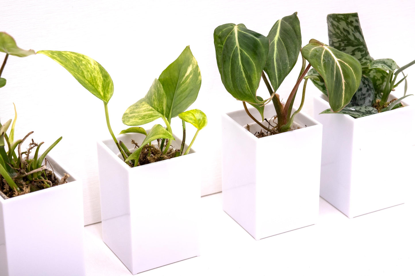 2” Rooted Pothos and Philodendron Cutting Bundle: Beginner Friendly Live Indoor Houseplant Gift Box Set, Jungle Décor (1-3 day UPS Shipping)