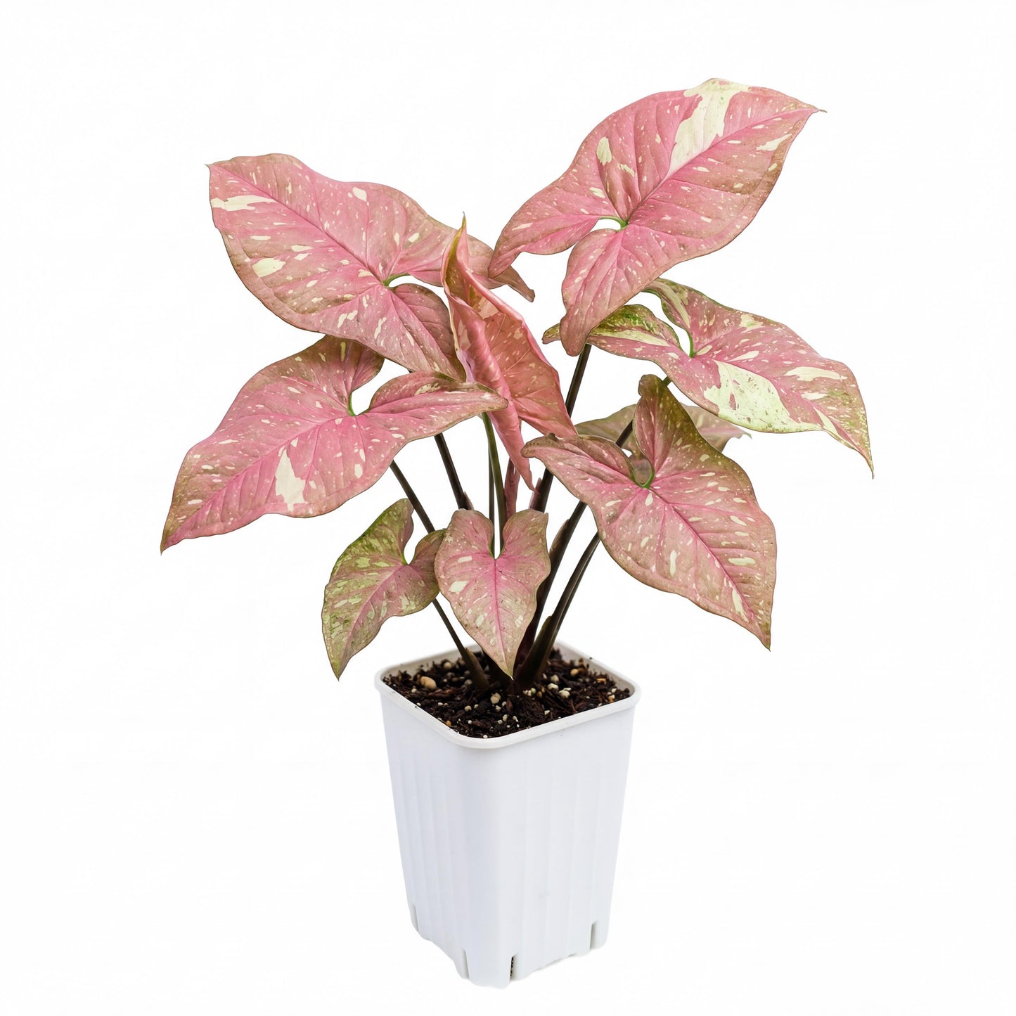 Pink 2” House Plant Pink Plant Bundle of Colorful Plant Plugs Plant Gift set (Min. Order- 2 Items)